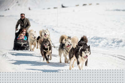 Schlittenhunde in Tignes